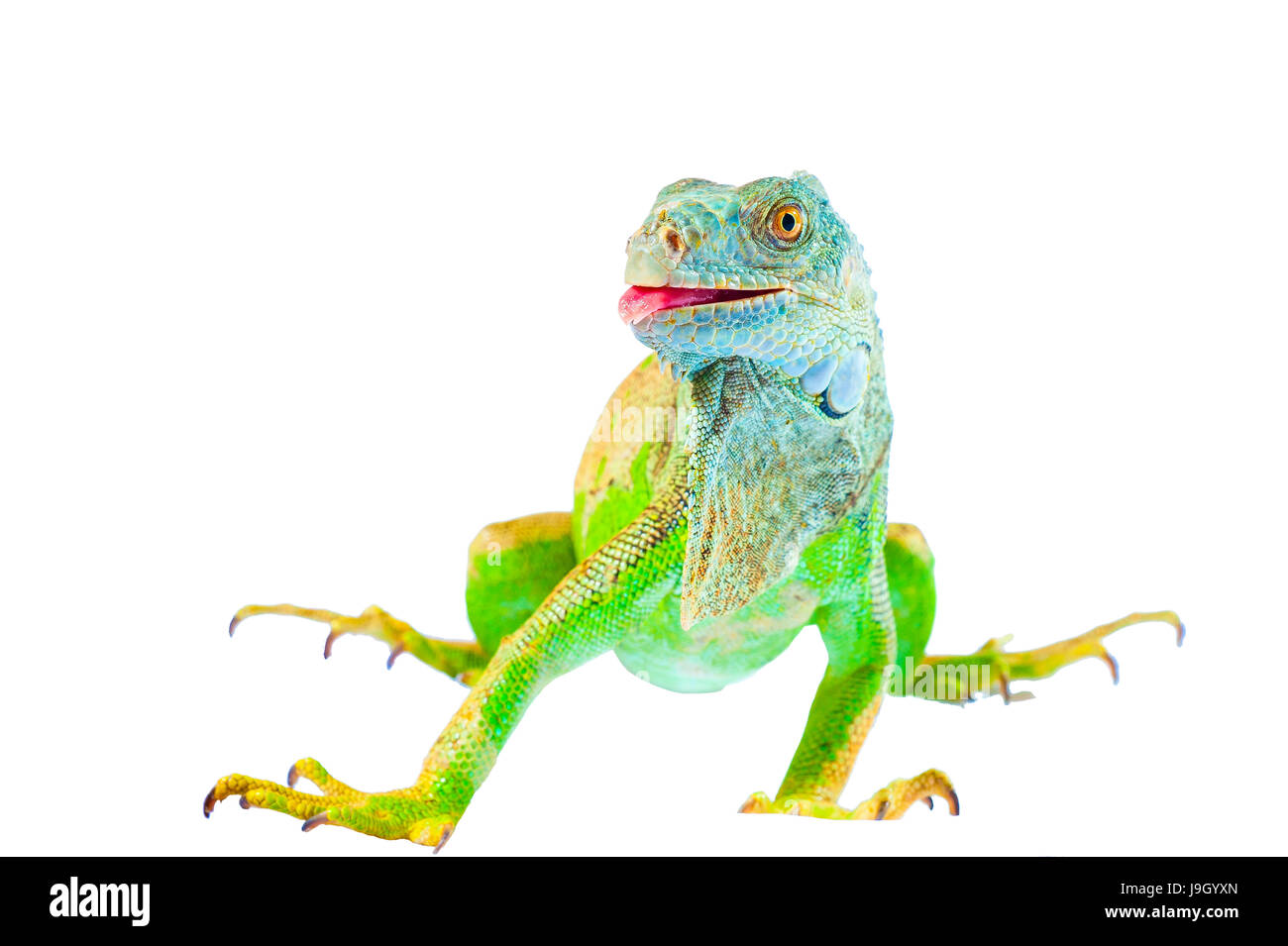 one green iguana lizard .reptile sit on white background Stock Photo ...