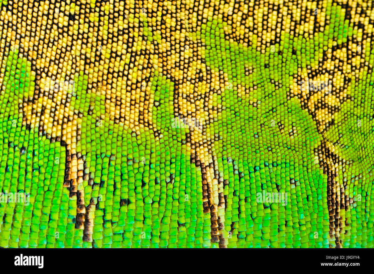 one green iguana lizard .reptile texture skin closeup Stock Photo - Alamy