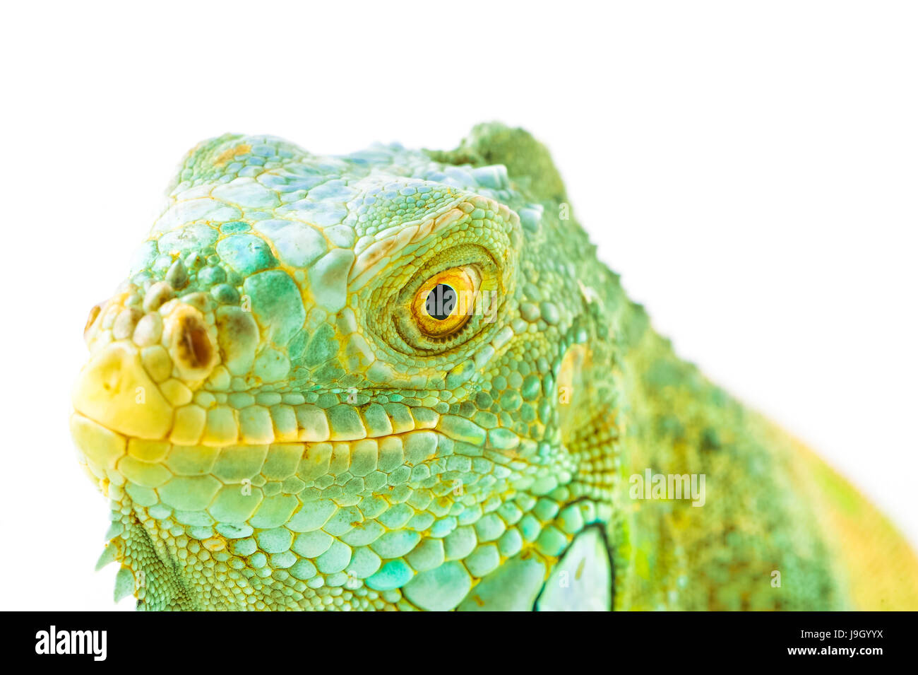 one green iguana lizard .reptile sit on white background Stock Photo ...