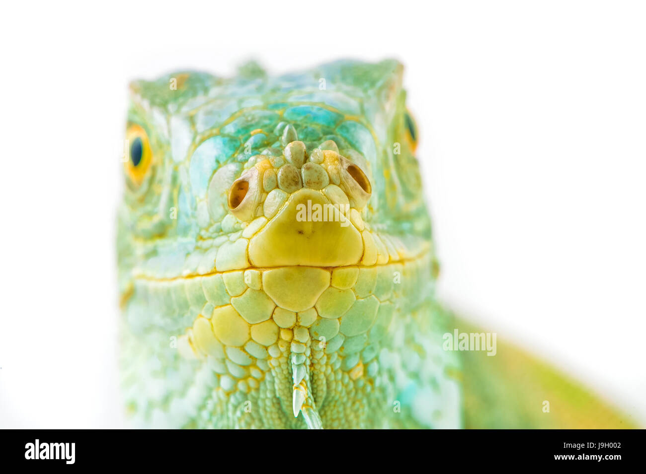 one green iguana lizard .reptile sit on white background Stock Photo ...