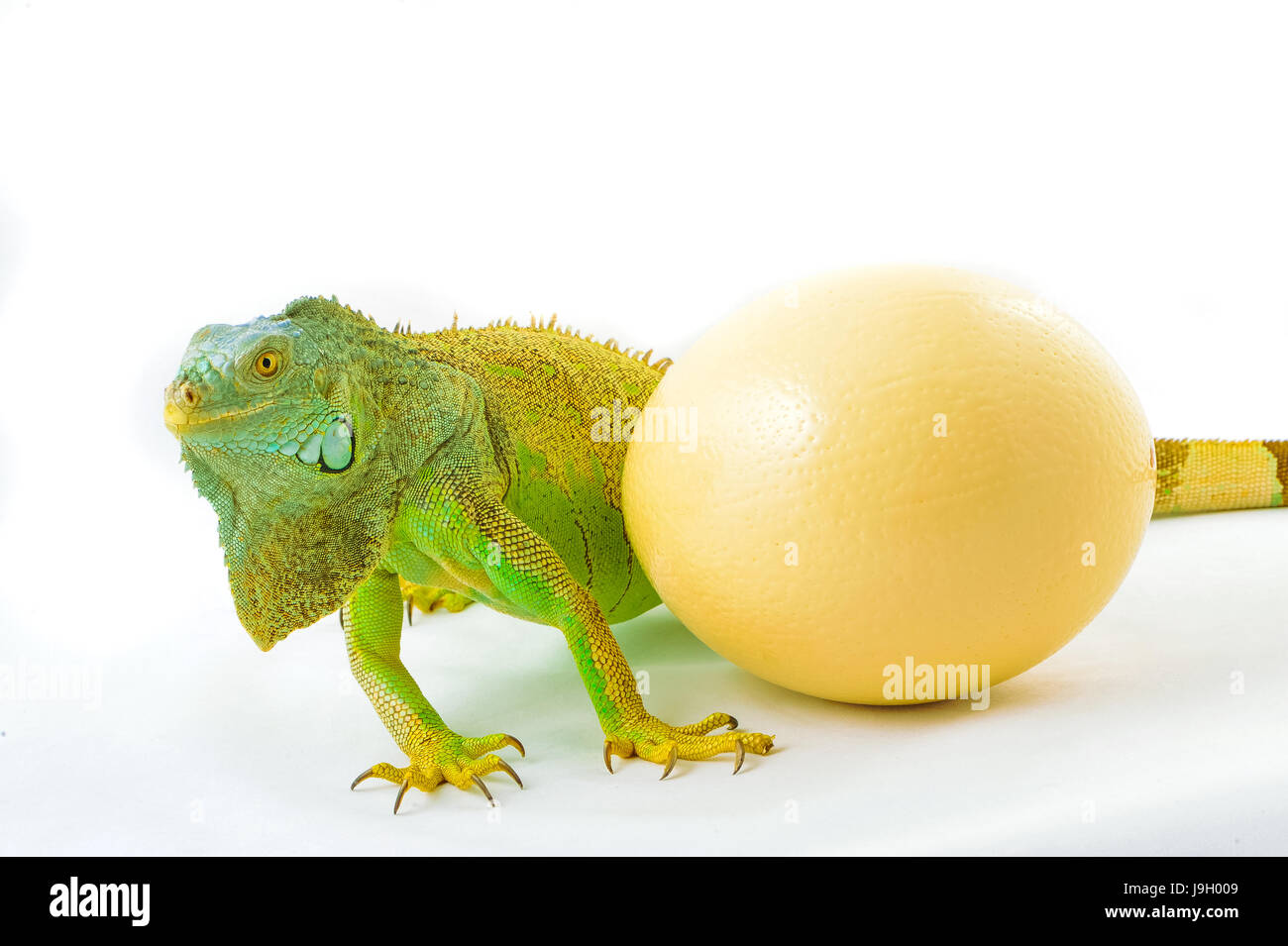 one green iguana lizard .whith ostrich egg .reptile sit on white