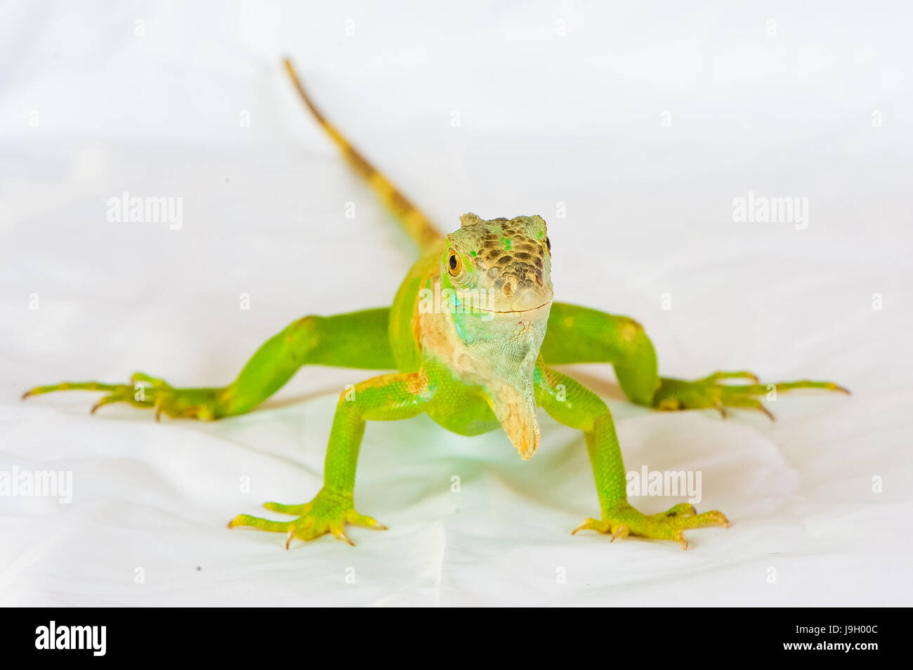 one green iguana lizard .reptile sit on white background Stock Photo ...