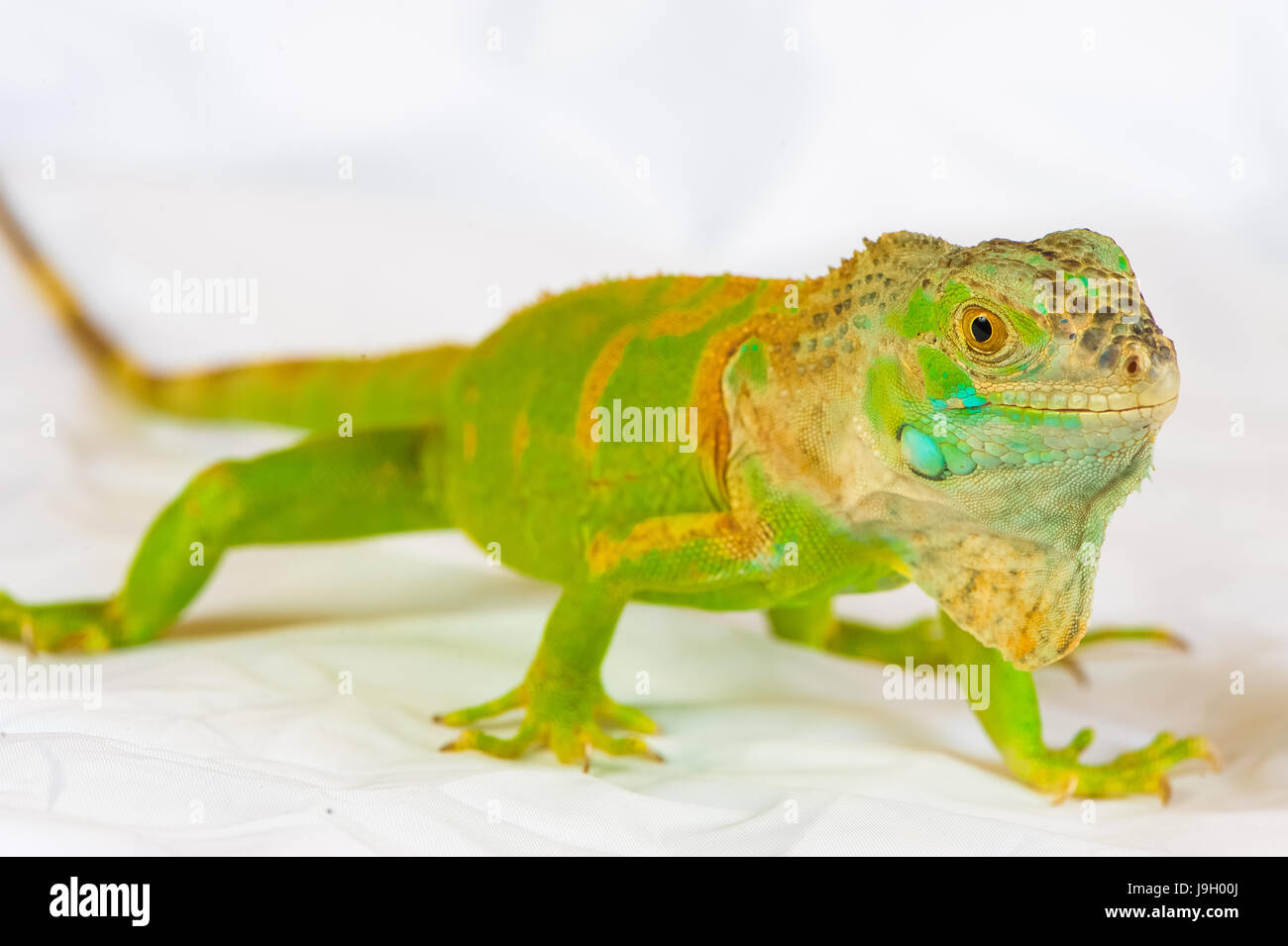 one green iguana lizard .reptile sit on white background Stock Photo ...