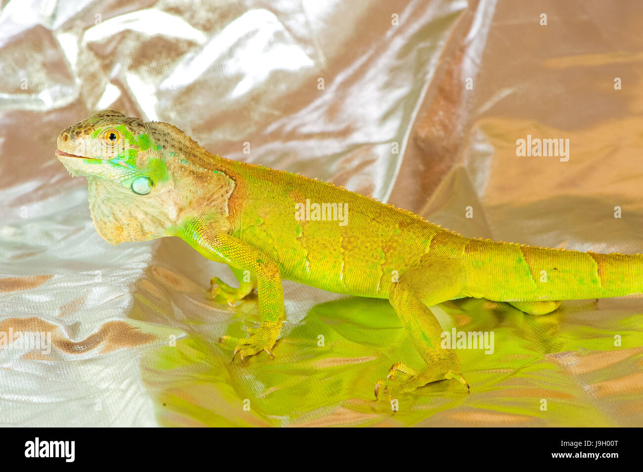 one green iguana lizard .reptile sit on white background Stock Photo ...