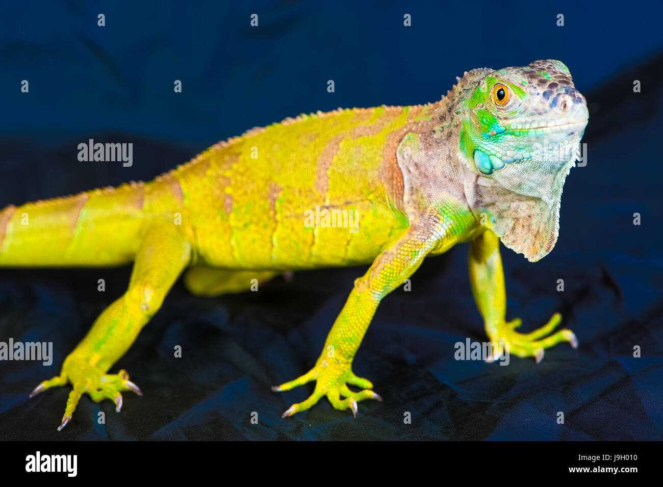 one green iguana lizard .reptile sit on black background Stock Photo ...