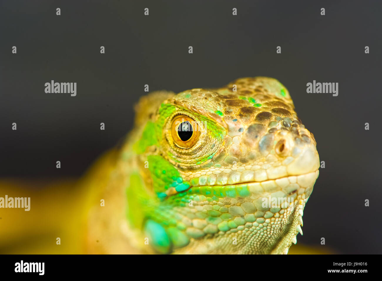 one green iguana lizard .reptile sit on black background Stock Photo ...