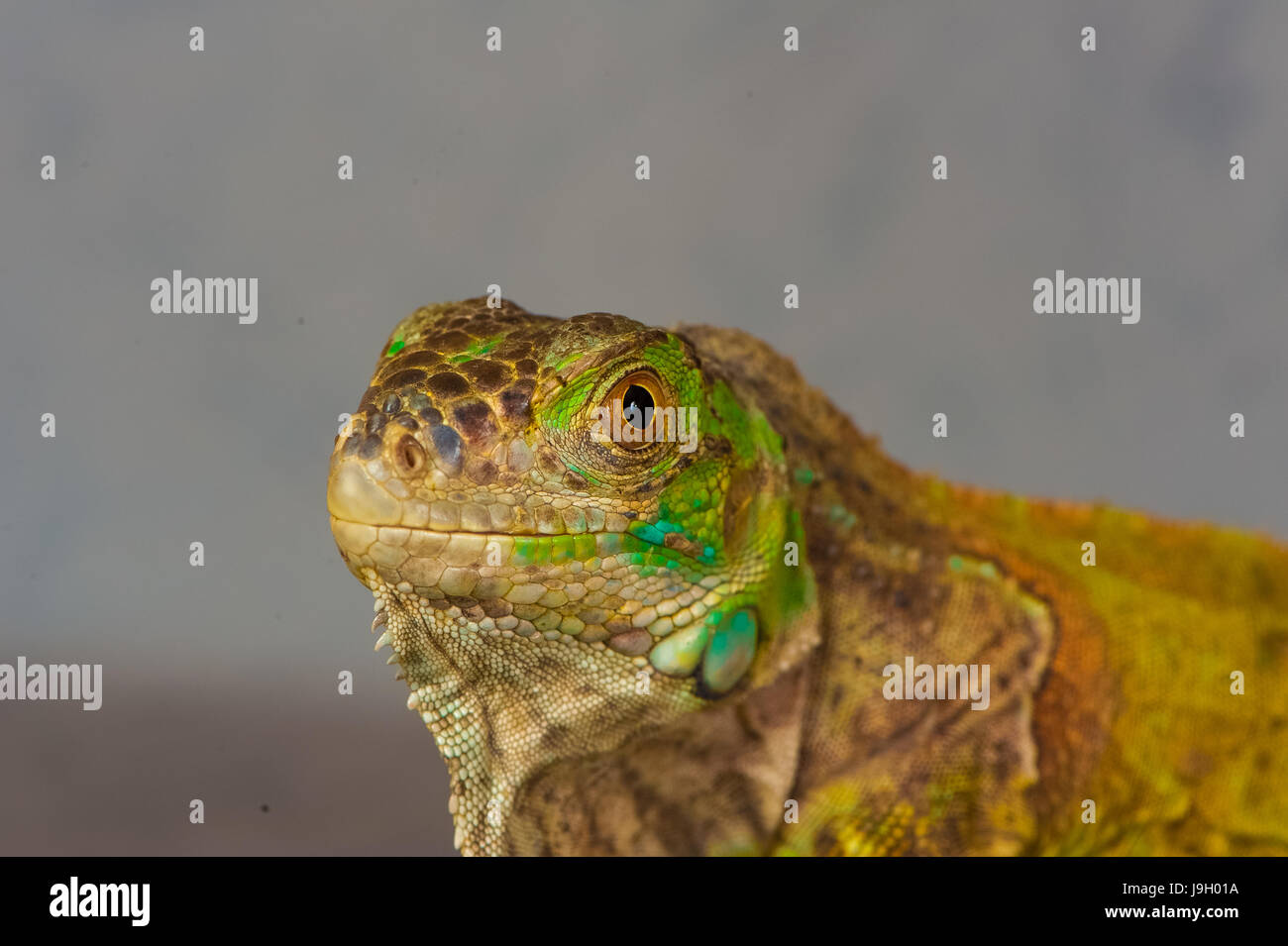 one green iguana lizard .reptile sit on black background Stock Photo ...