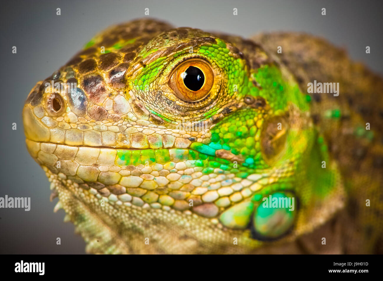 one green iguana lizard .reptile sit on black background Stock Photo ...