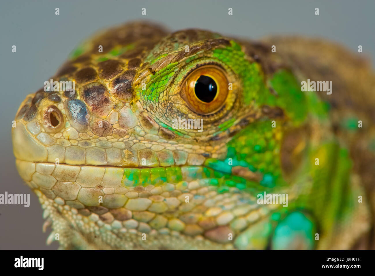 one green iguana lizard .reptile sit on black background Stock Photo ...