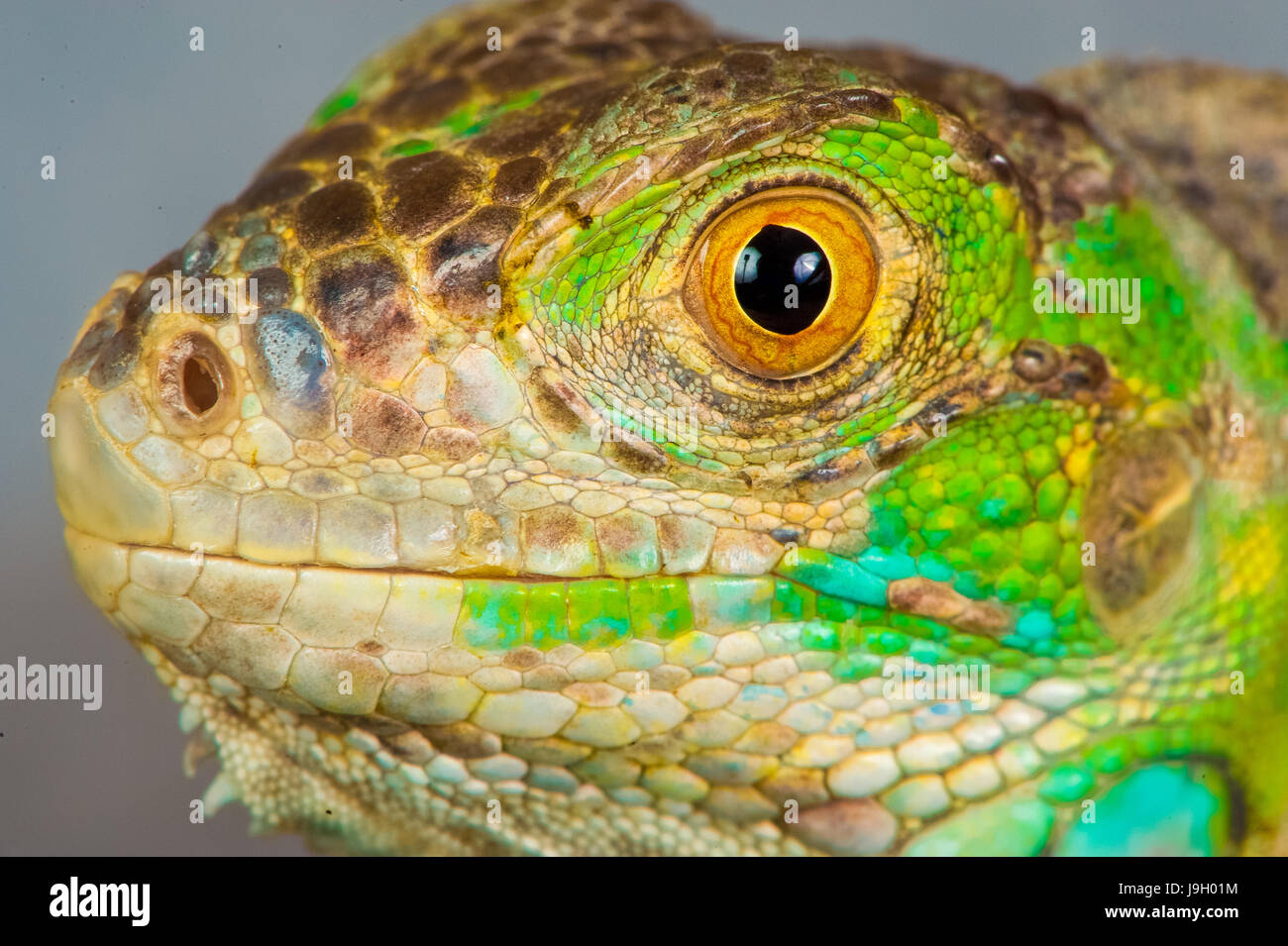 one green iguana lizard .reptile sit on black background Stock Photo ...