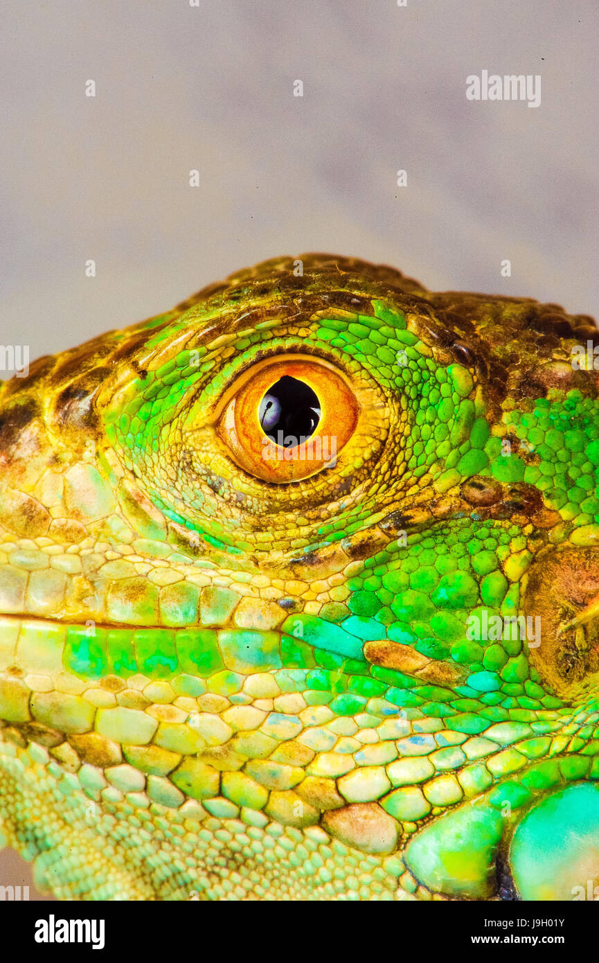 one green iguana lizard .reptile sit on black background Stock Photo ...