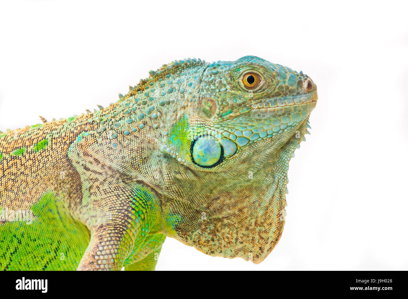 one green iguana lizard .reptile sit on white background Stock Photo ...