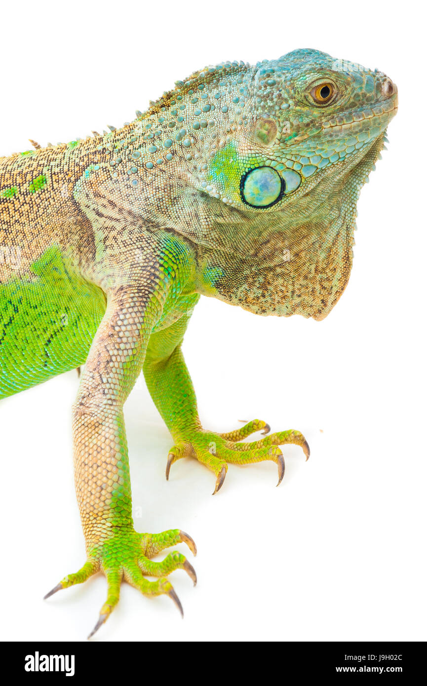 one green iguana lizard .reptile sit on white background Stock Photo ...