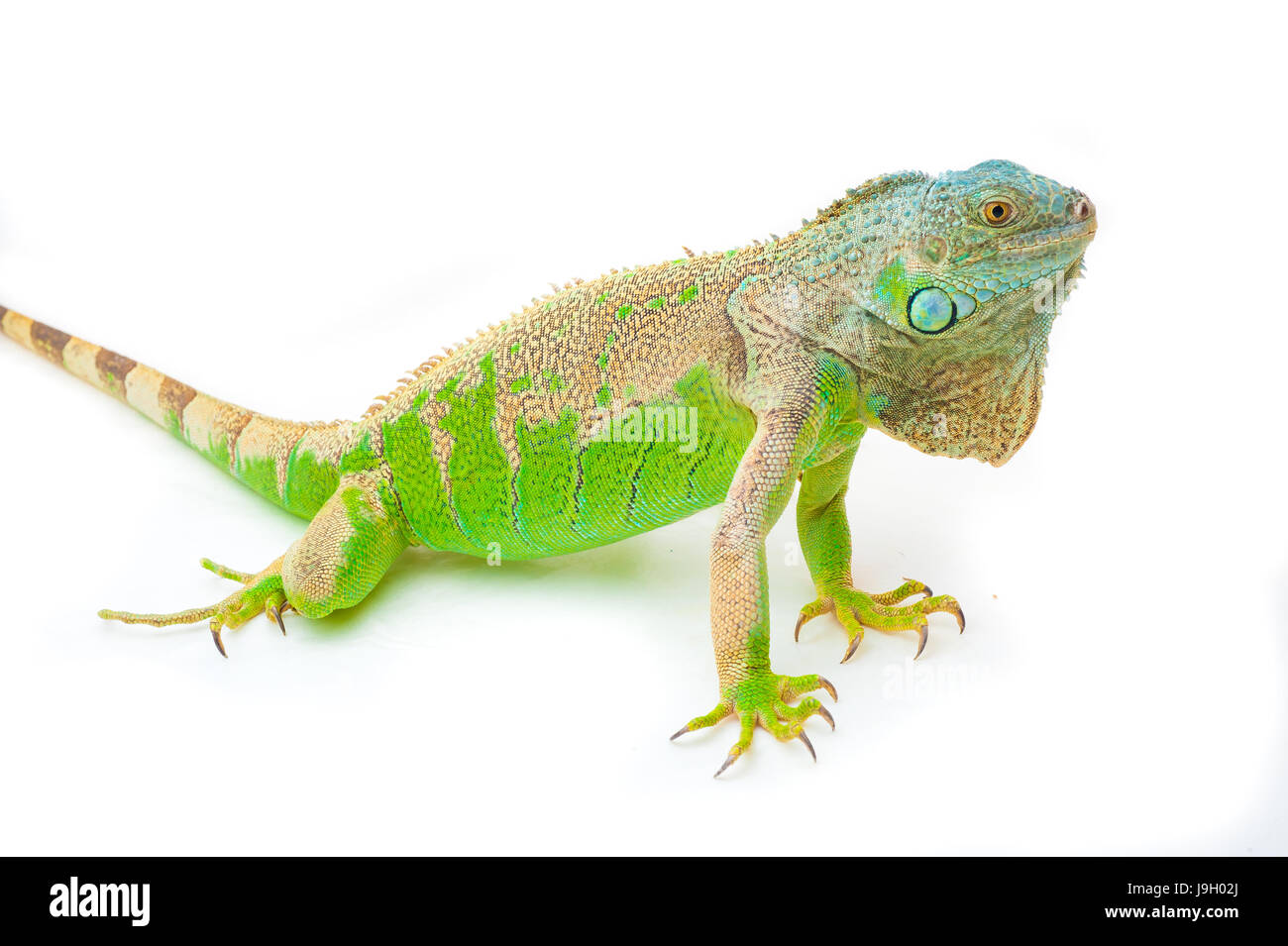 one green iguana lizard .reptile sit on white background Stock Photo ...