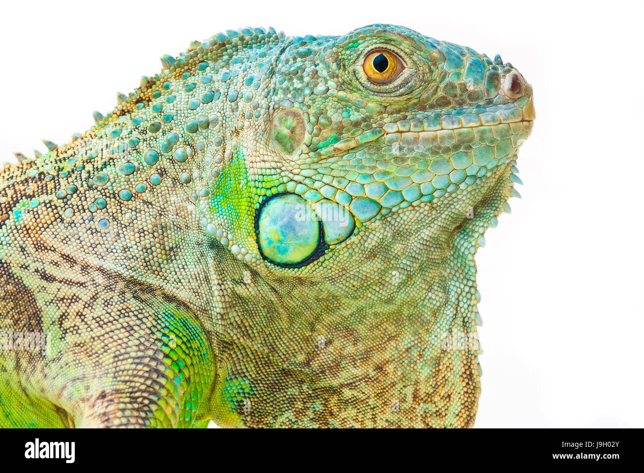 one green iguana lizard .reptile muzzle closeup Stock Photo - Alamy