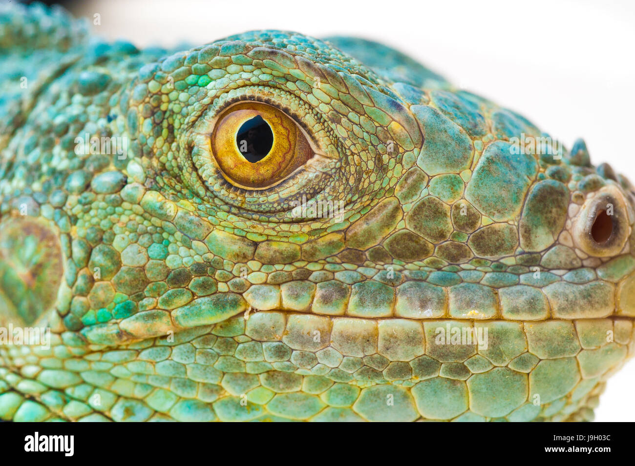 one green iguana lizard .reptile muzzle closeup Stock Photo - Alamy
