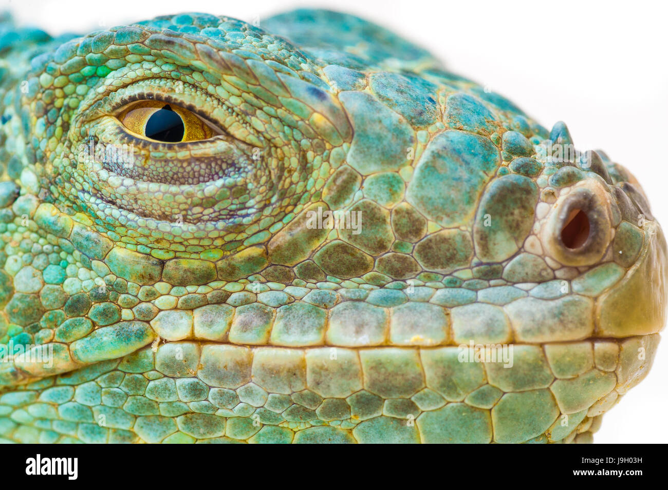 one green iguana lizard .reptile muzzle closeup Stock Photo - Alamy