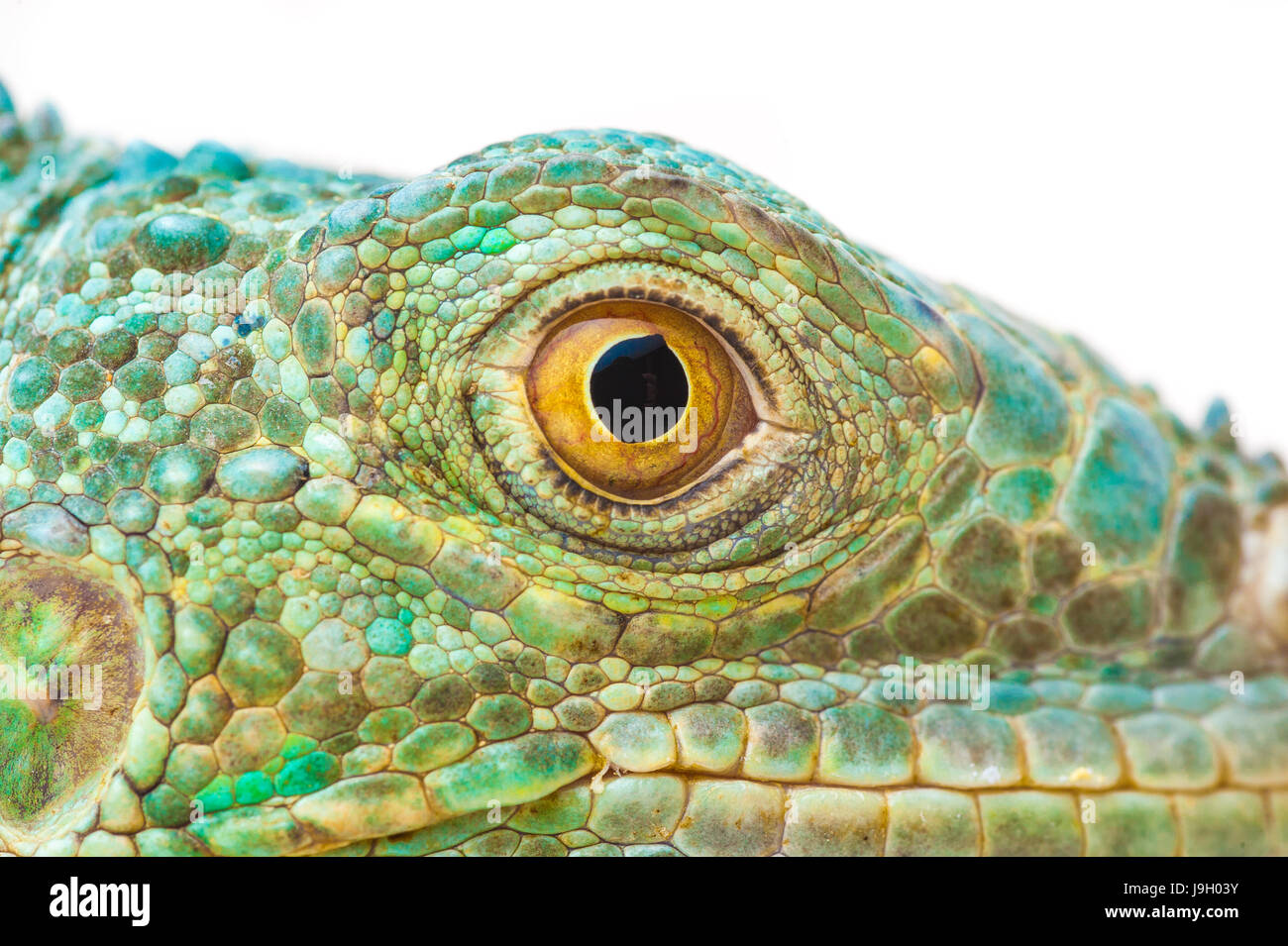 one green iguana lizard .reptile muzzle closeup Stock Photo - Alamy