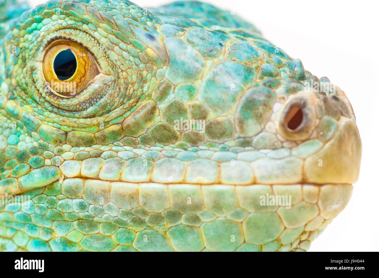 one green iguana lizard .reptile muzzle closeup Stock Photo - Alamy