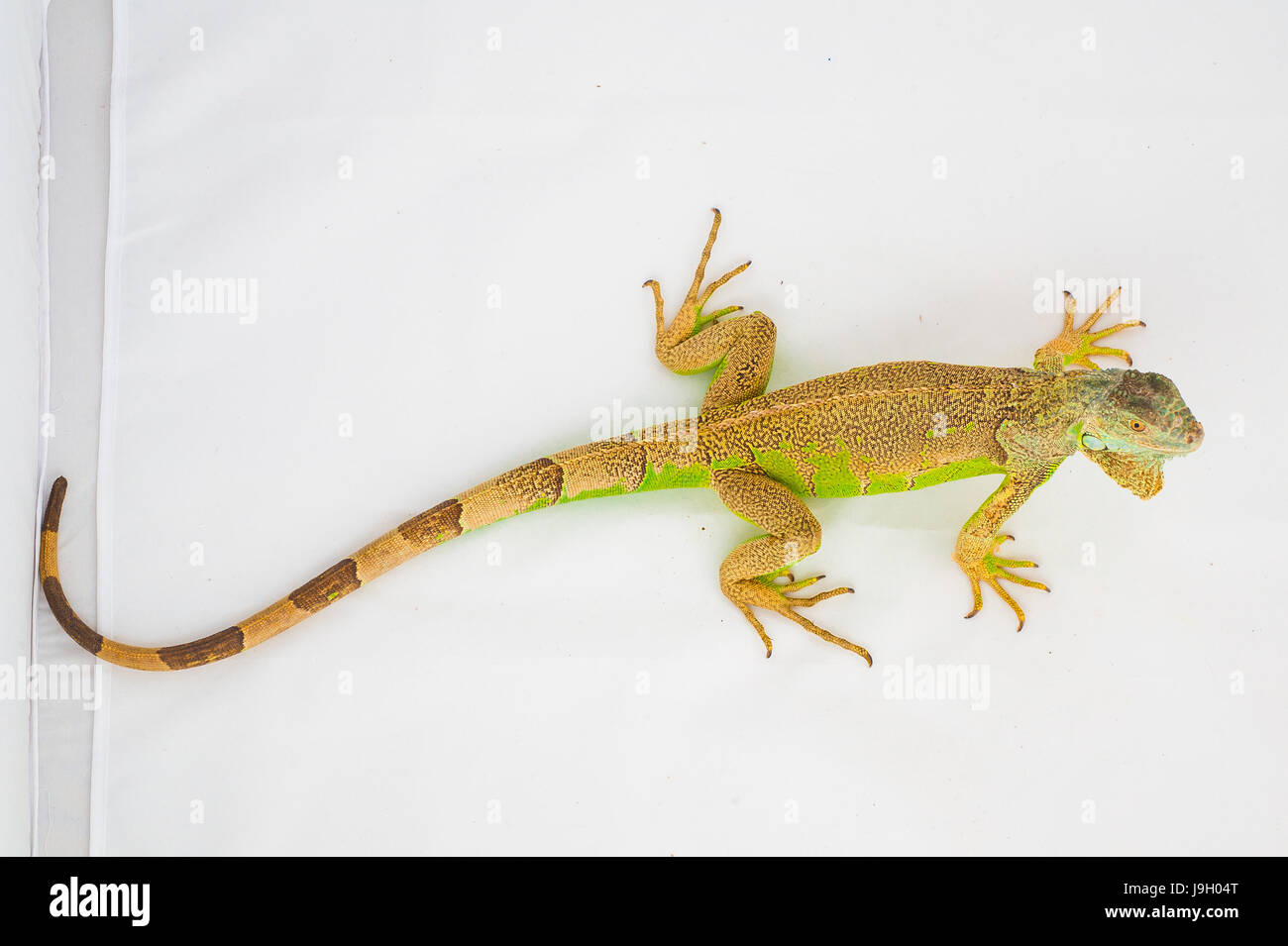 one green iguana lizard .reptile sit on white background Stock Photo ...