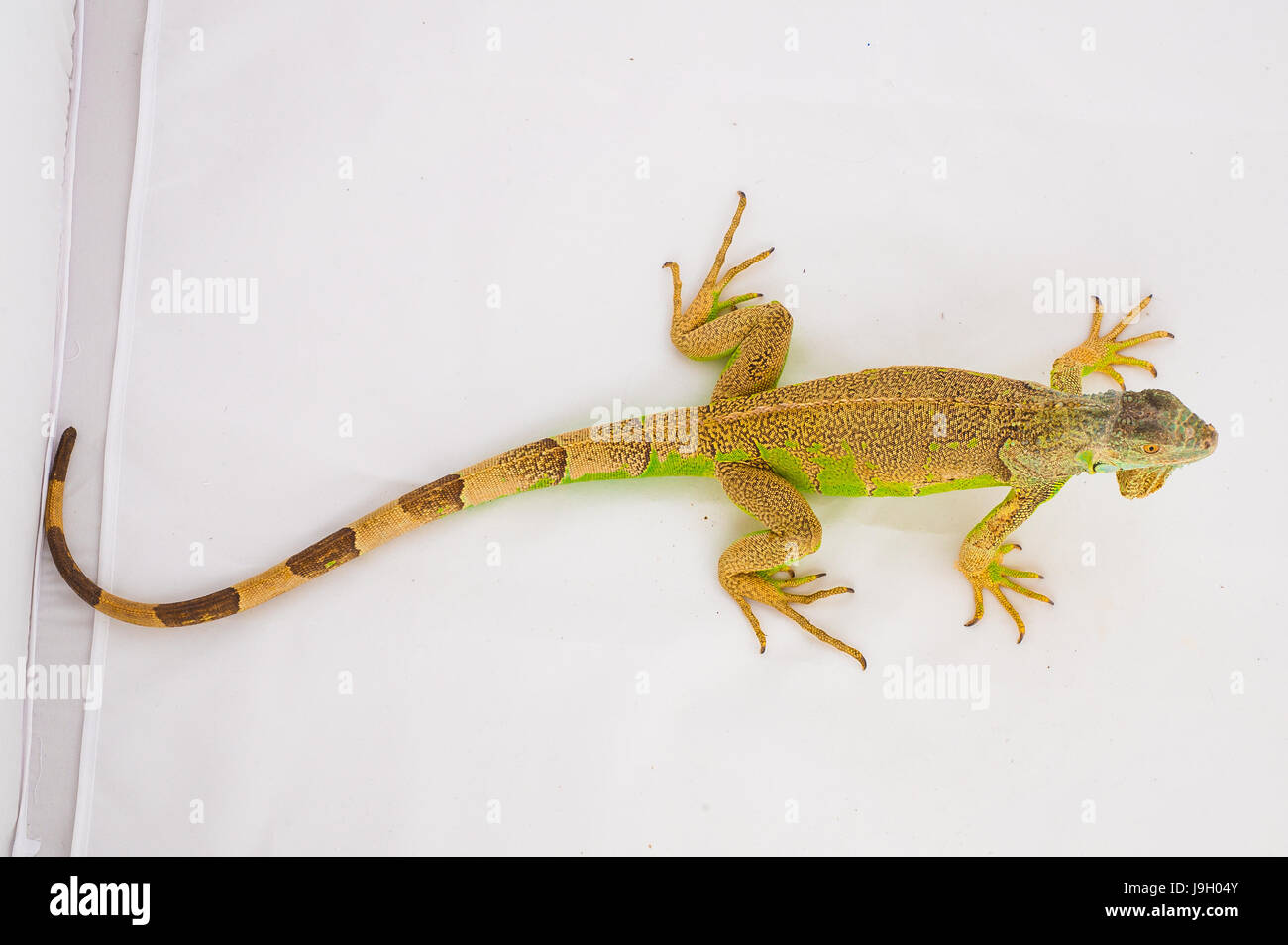 one green iguana lizard .reptile sit on white background Stock Photo ...