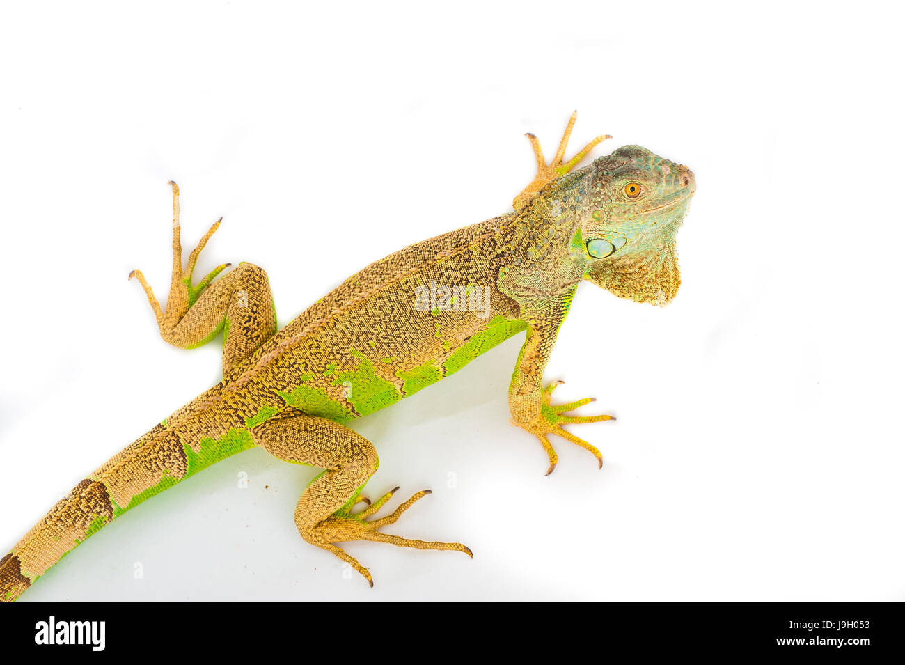one green iguana lizard .reptile sit on white background Stock Photo ...
