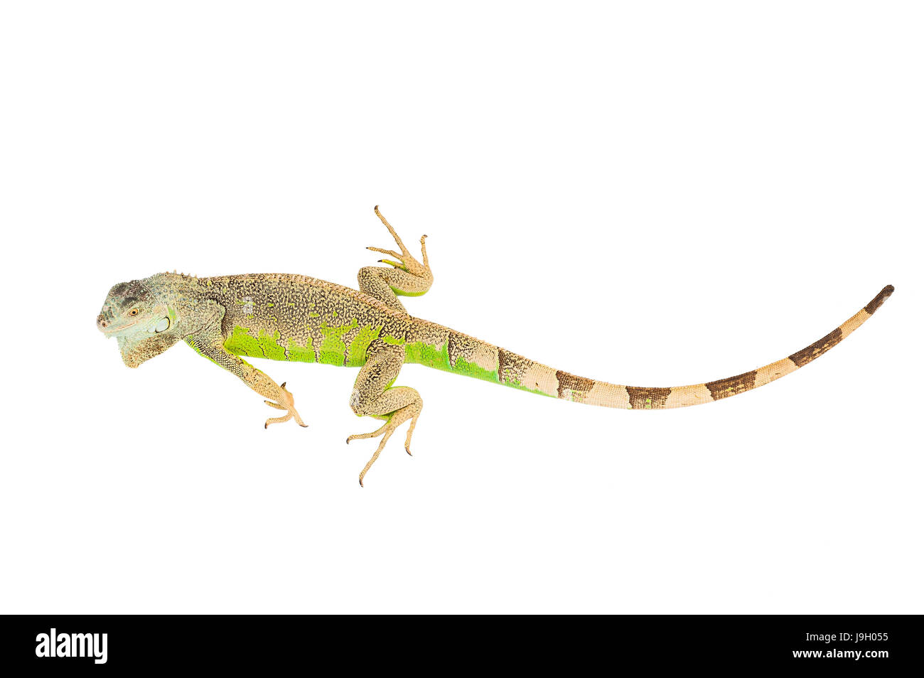 one green iguana lizard .reptile sit on white background Stock Photo ...