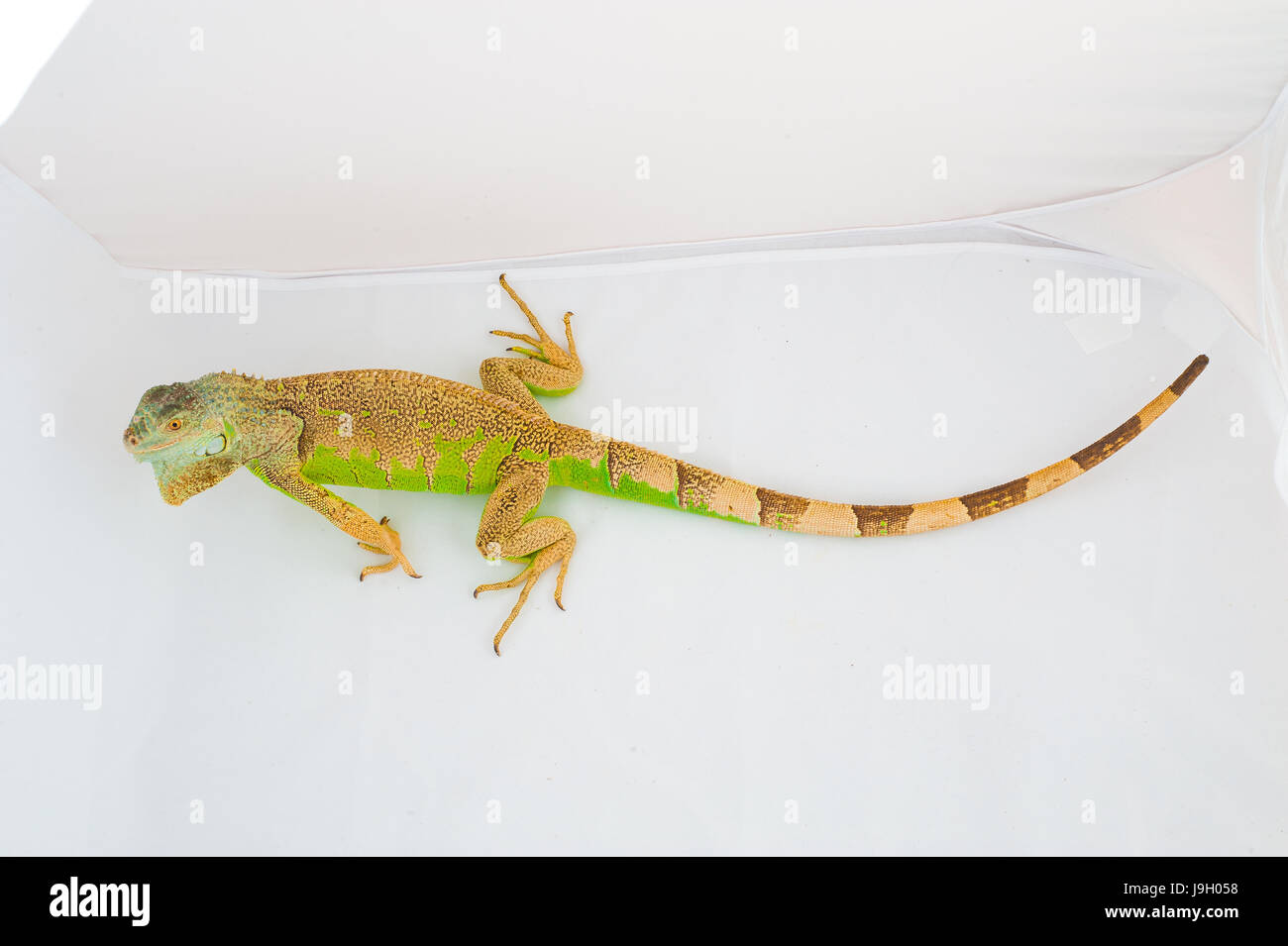 one green iguana lizard .reptile sit on white background Stock Photo ...
