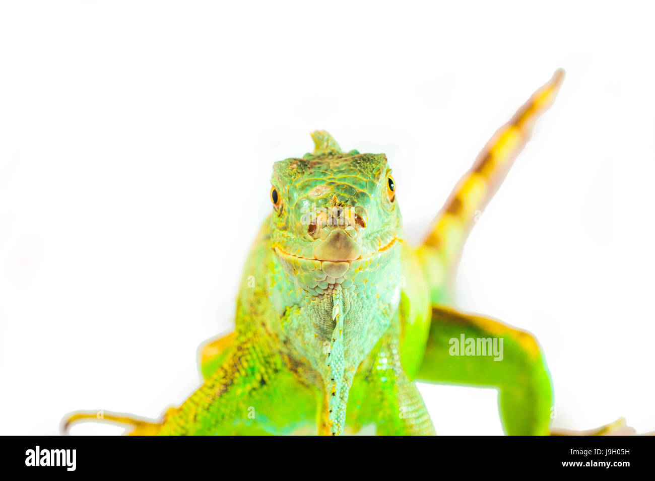 one green iguana lizard .reptile sit on white background Stock Photo ...