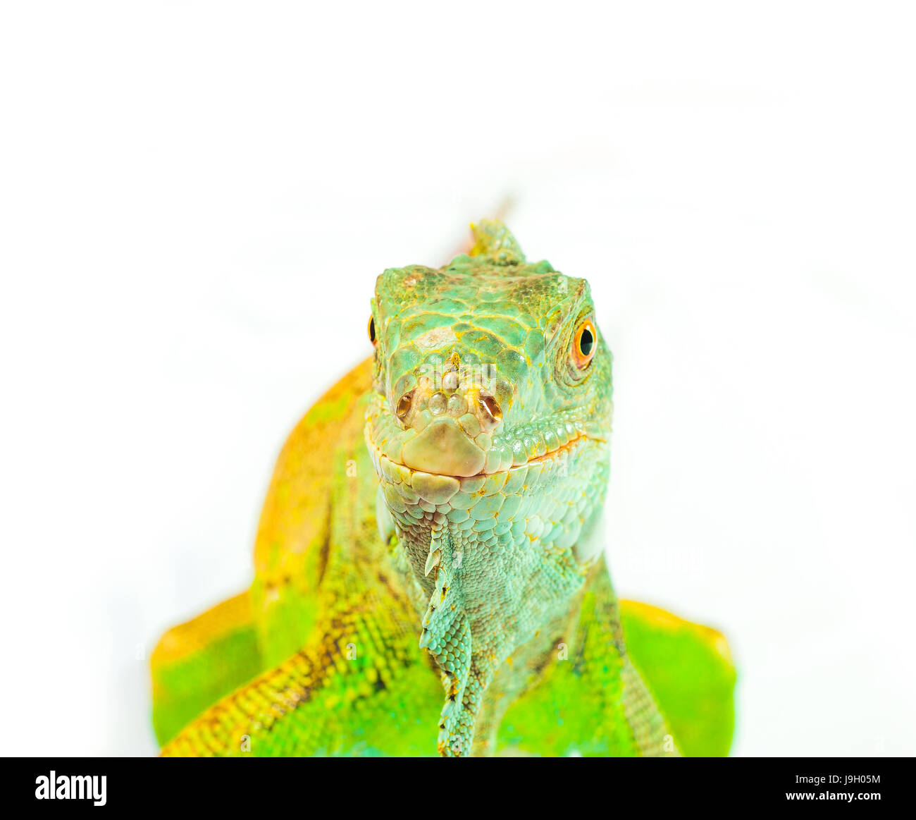 one green iguana lizard .reptile sit on white background Stock Photo ...