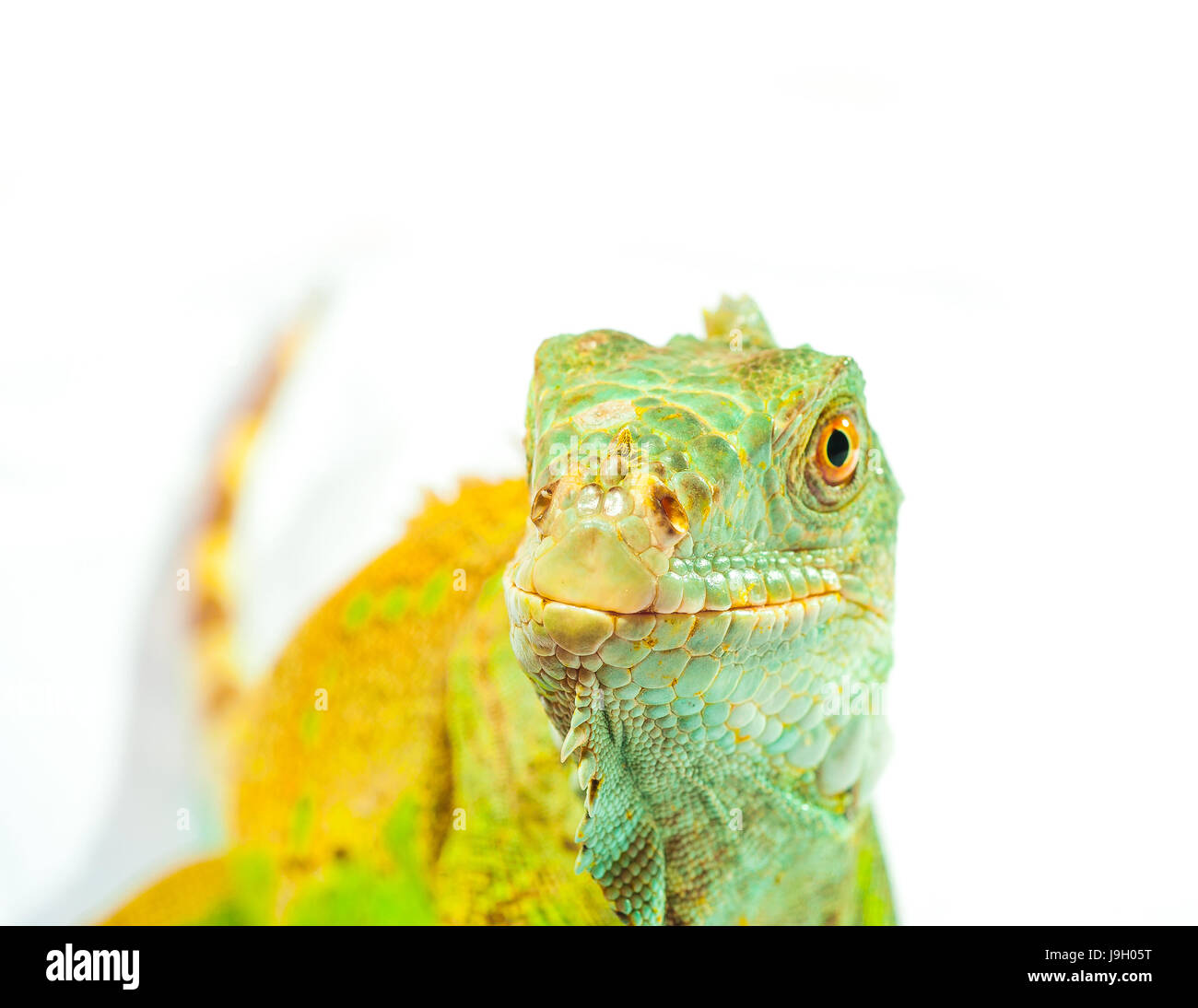 one green iguana lizard .reptile sit on white background Stock Photo ...