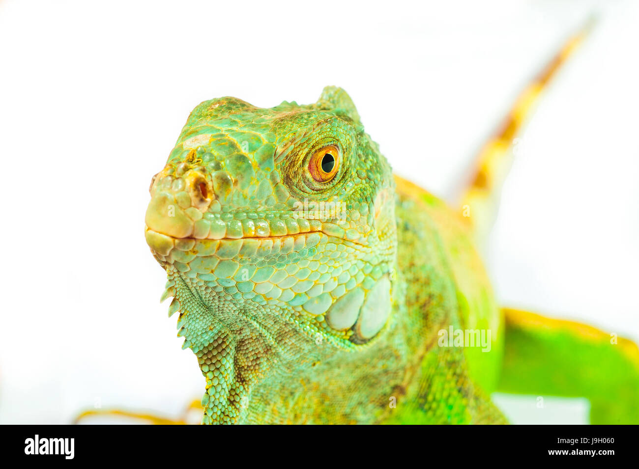 one green iguana lizard .reptile sit on white background Stock Photo ...