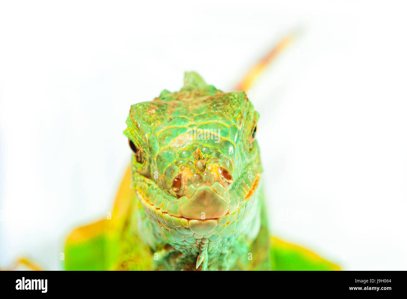 one green iguana lizard .reptile sit on white background Stock Photo ...