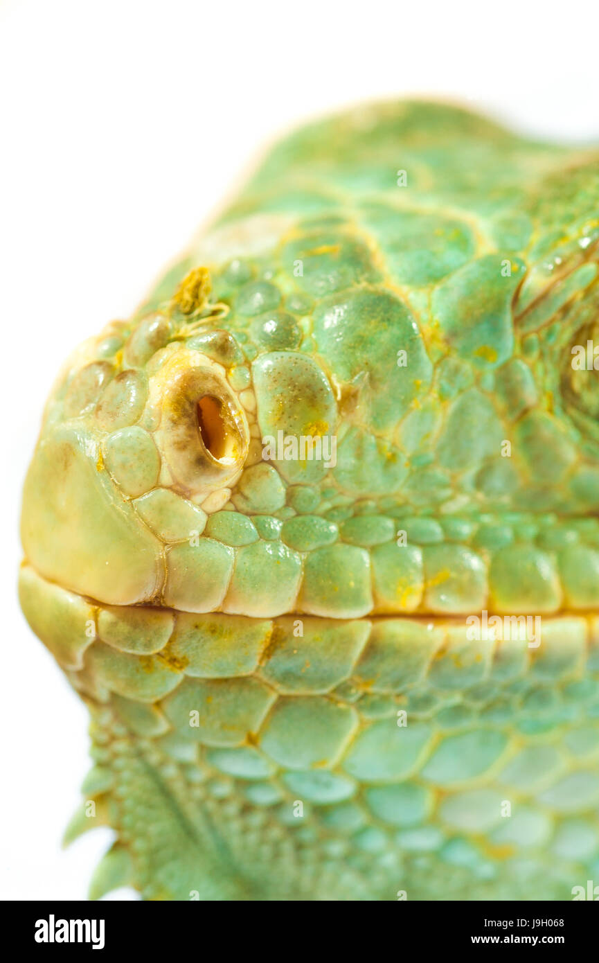 one green iguana lizard .reptile muzzle closeup Stock Photo - Alamy