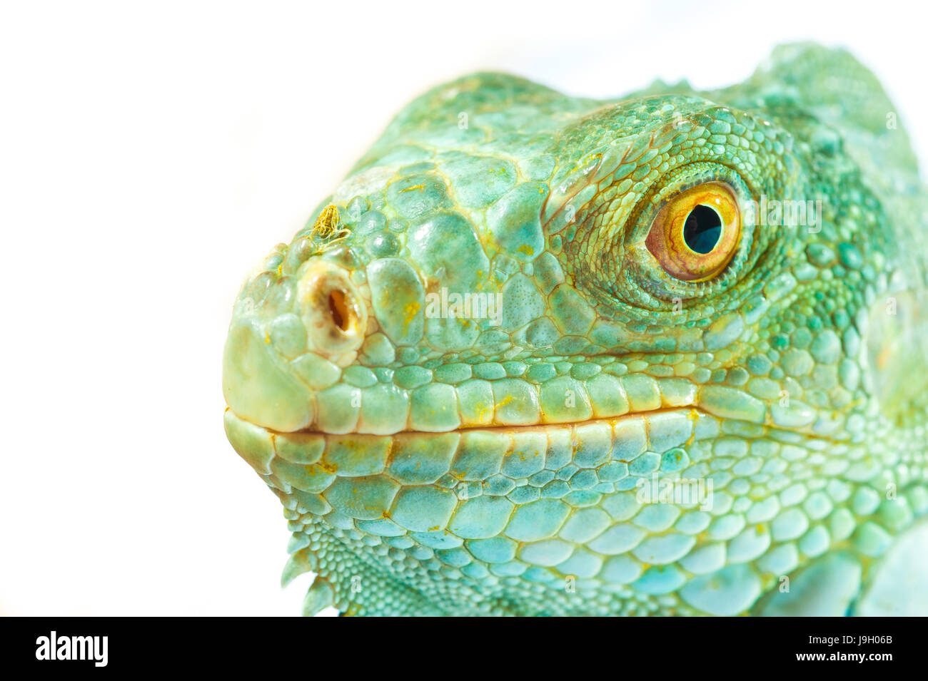 one green iguana lizard .reptile muzzle closeup Stock Photo - Alamy