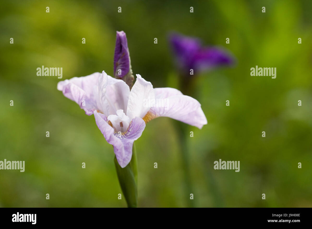Iris sibirica flowers in Early Summer. Stock Photo