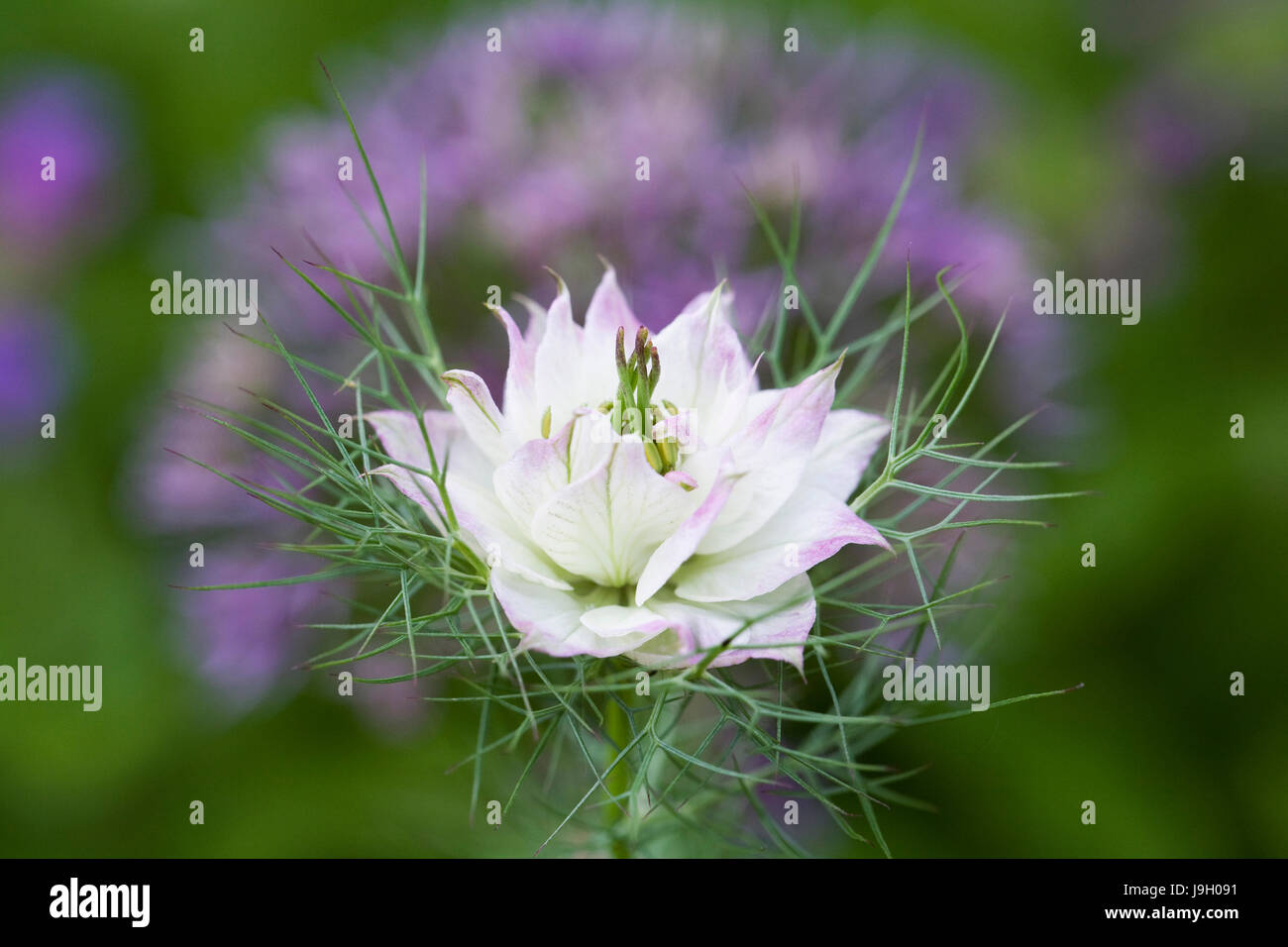 Nigella damascena flower in a cottage garden. Stock Photo