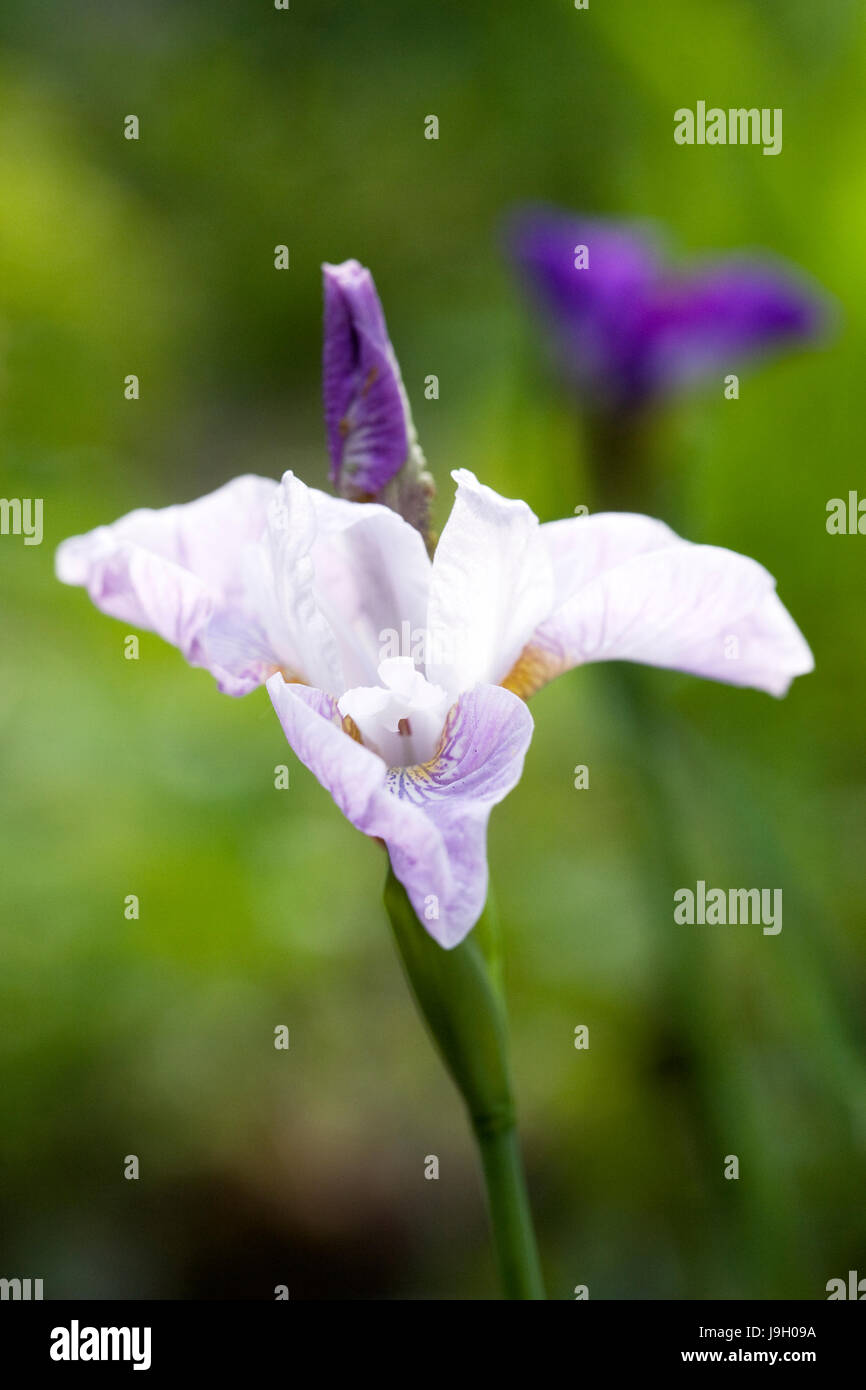 Iris sibirica flowers in Early Summer. Stock Photo