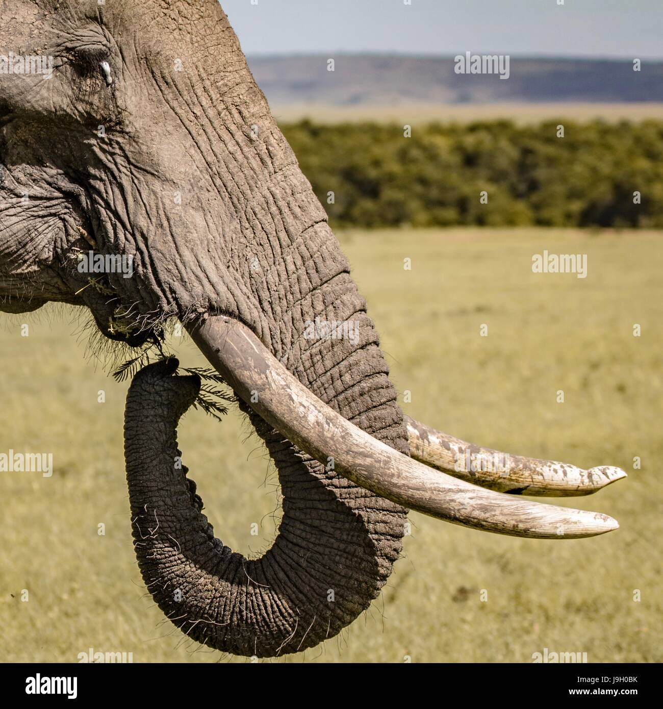 Beautiful African Wildlife Stock Photo