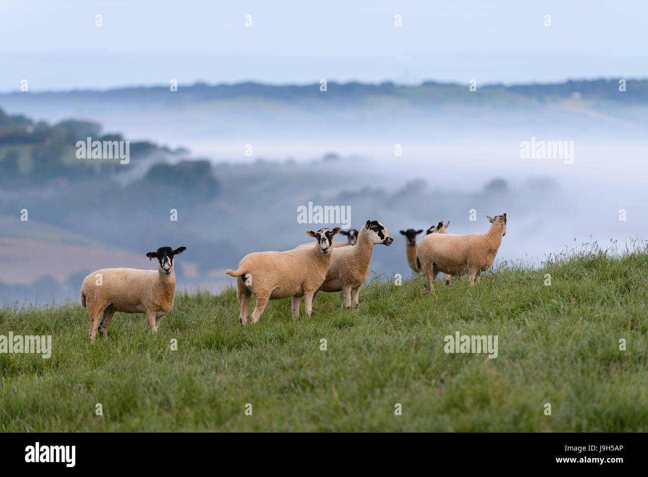 Colmers Hill, Dorset, UK. 2nd June, 2017. Sheep on a misty still dawn in west Dorset Credit: Dan Tucker/Alamy Live News Stock Photo