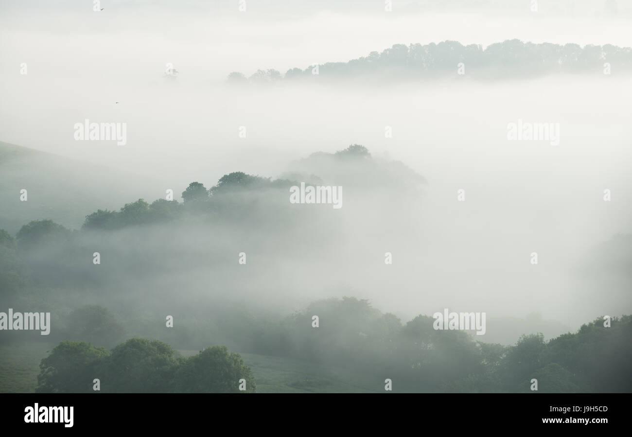 Colmers Hill, Dorset, UK. 2nd June, 2017. A misty still dawn in west Dorset Credit: Dan Tucker/Alamy Live News Stock Photo