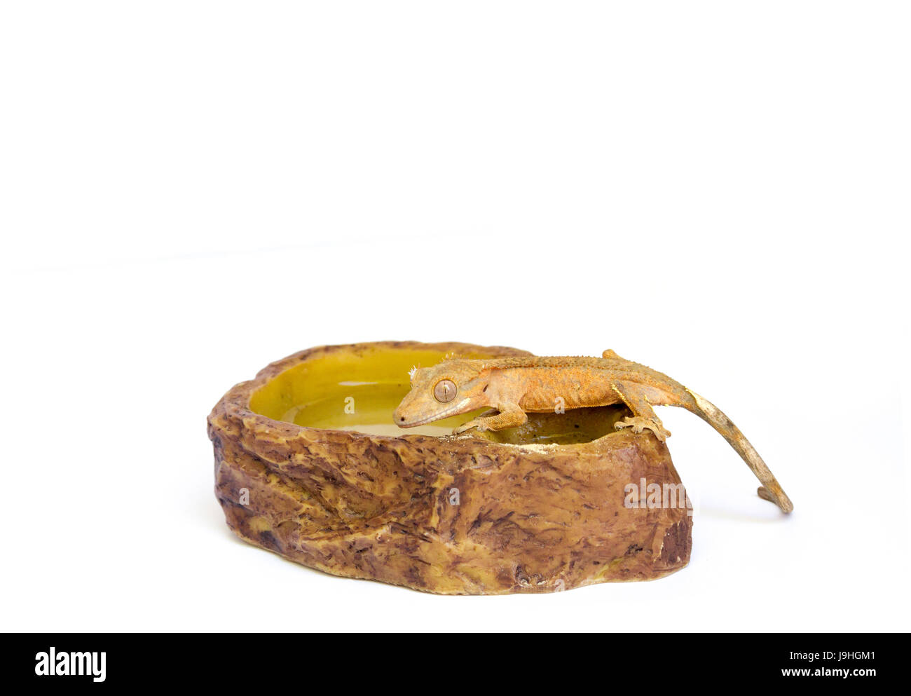 New Caledonian crested gecko (Correlophus ciliatus), also known as crested gecko, Guichenot's giant gecko, and eyelash gecko on white background Stock Photo