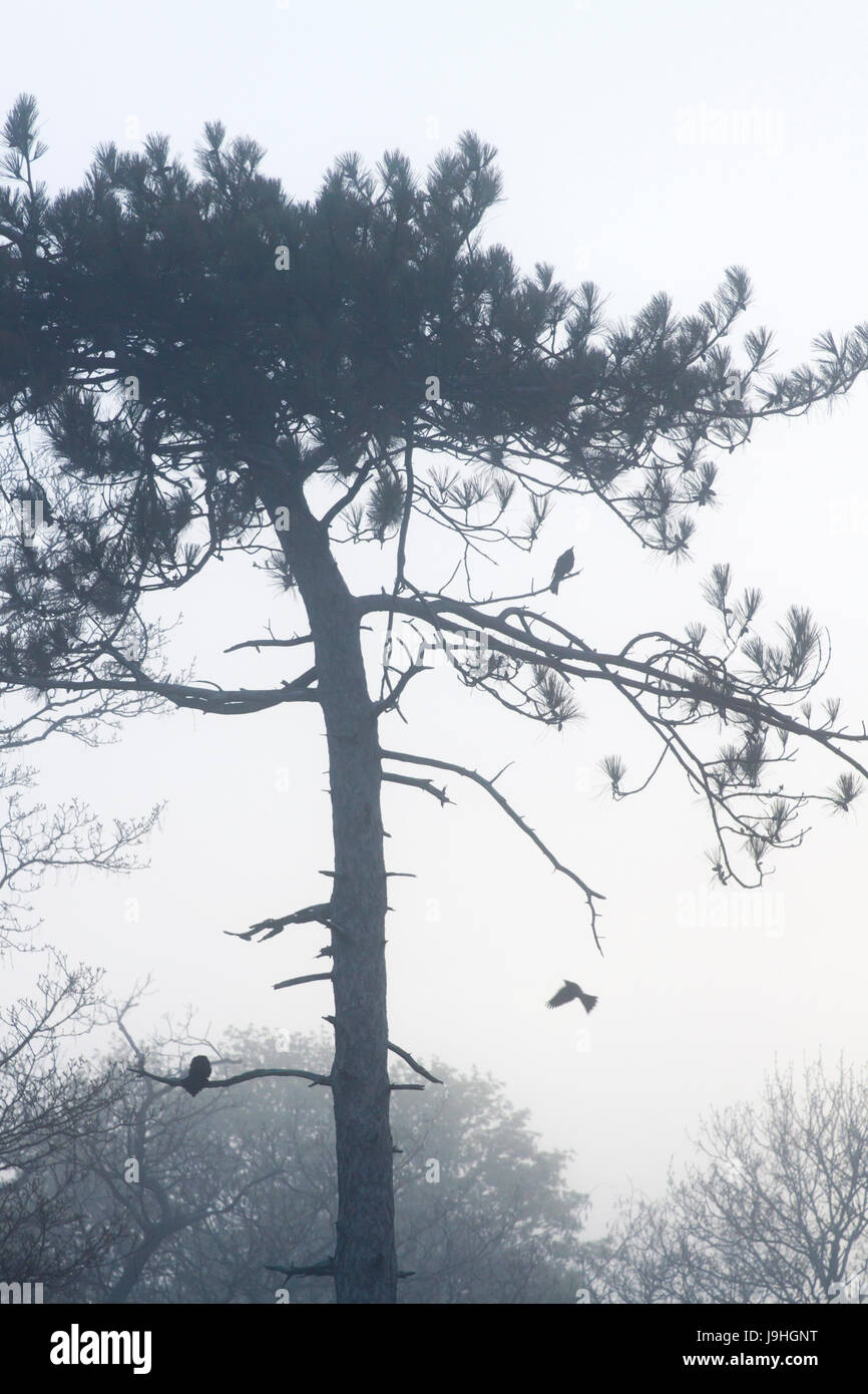 Grackles sitting in a pine tree on a foggy evening Stock Photo