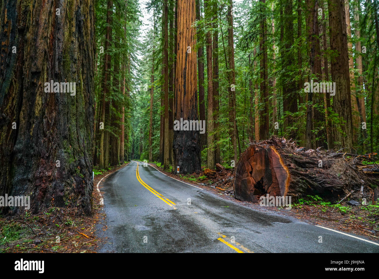 Avenue of the Giants at Redwood National Park Stock Photo