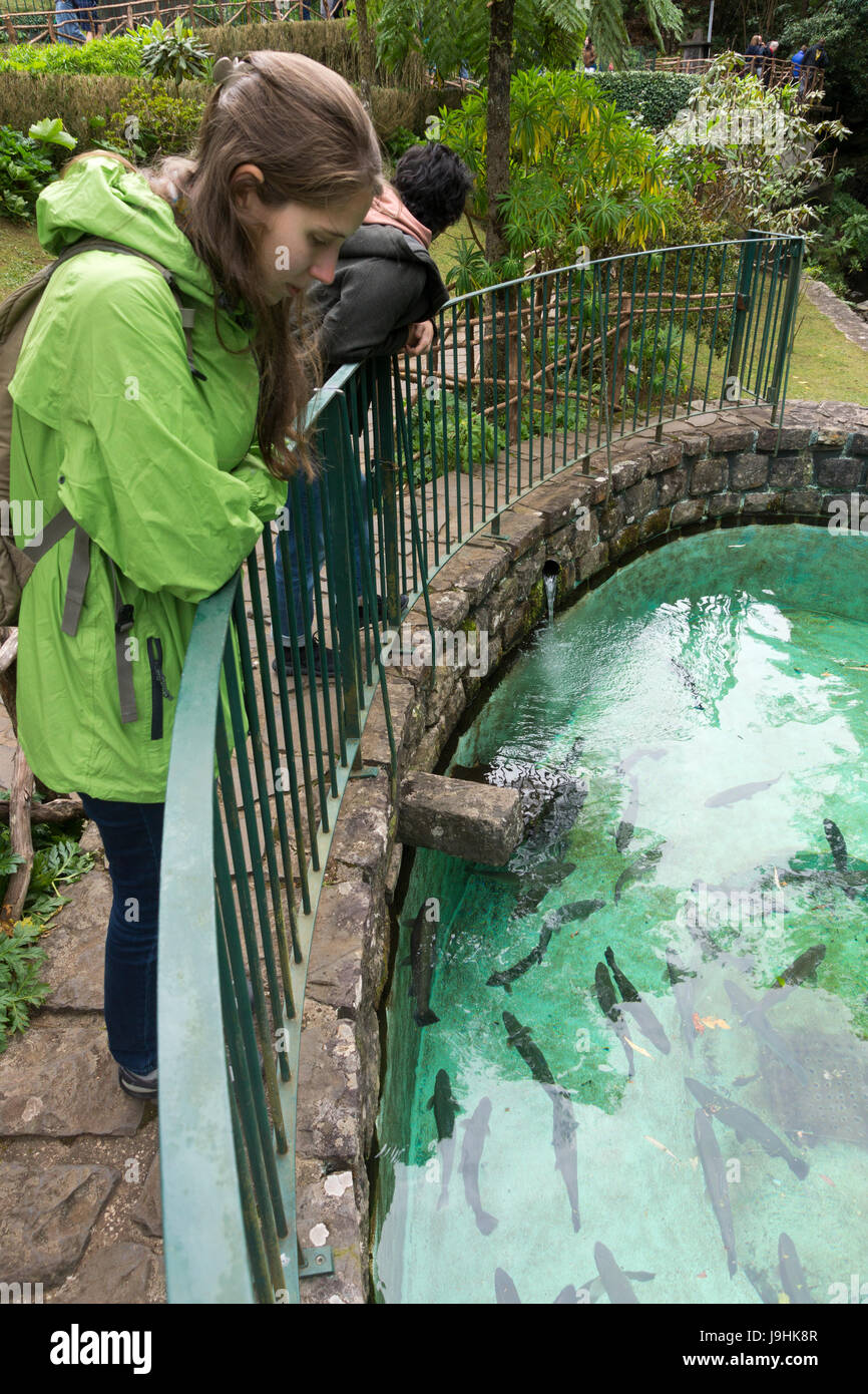 A tourist looking down at the trout in the trout farm at Ribeiro Frio