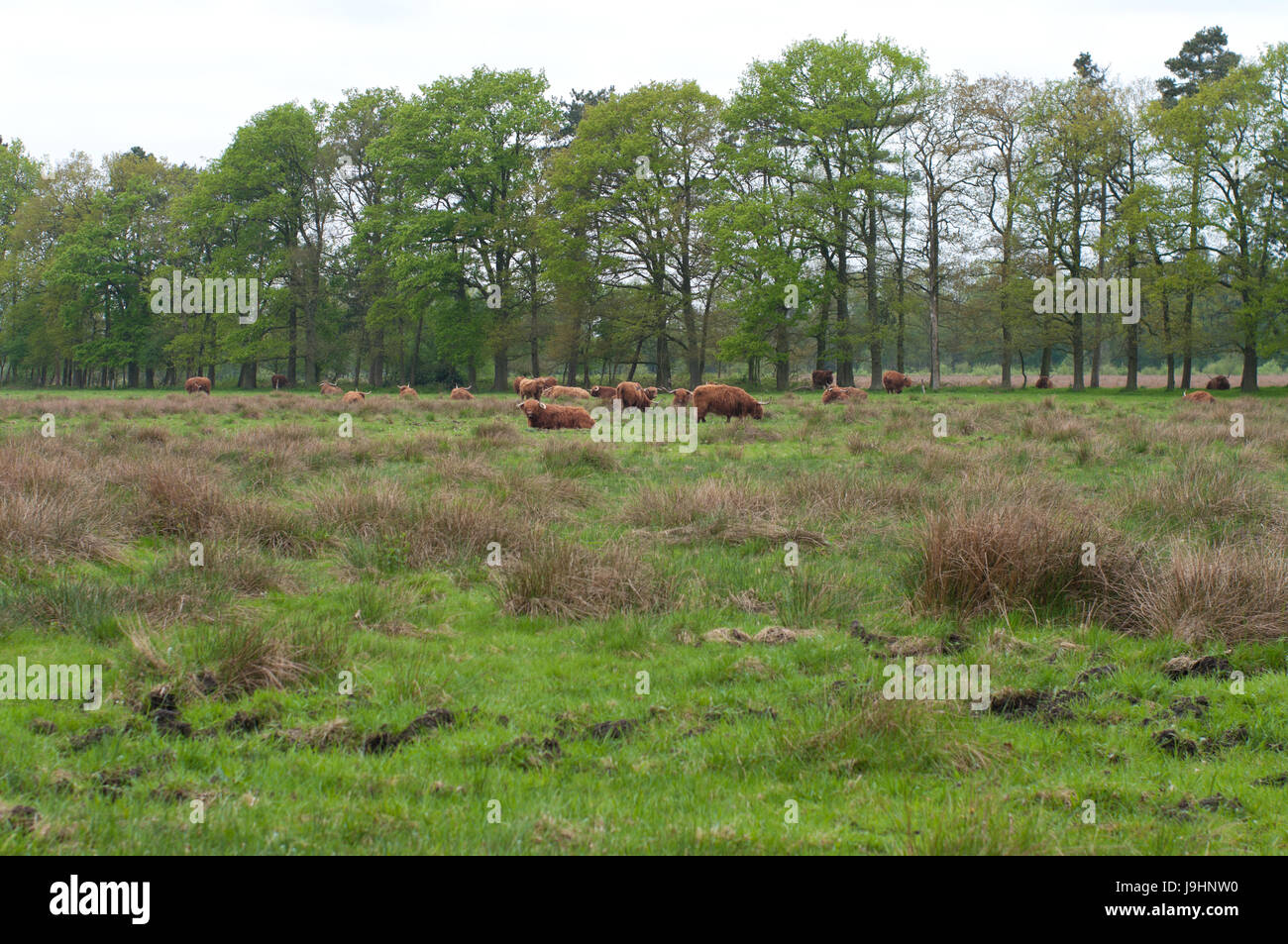 animal, horn, hairy, wool, cow, farm, scottish, travel, culture, animal