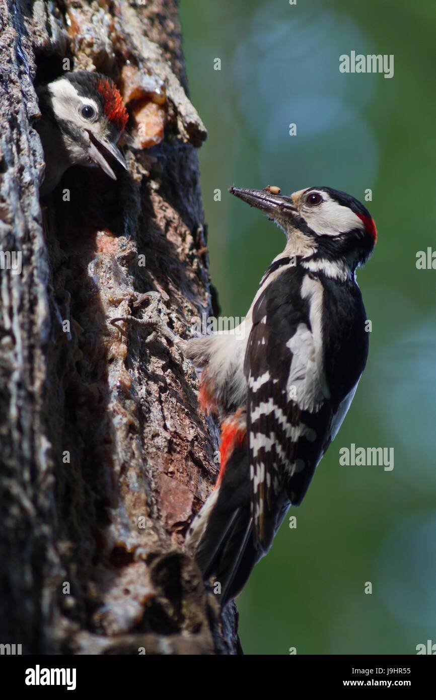 tree, cave, feeded, baum bruthhle buntspecht dendrocopos fttert ftterung hhle Stock Photo