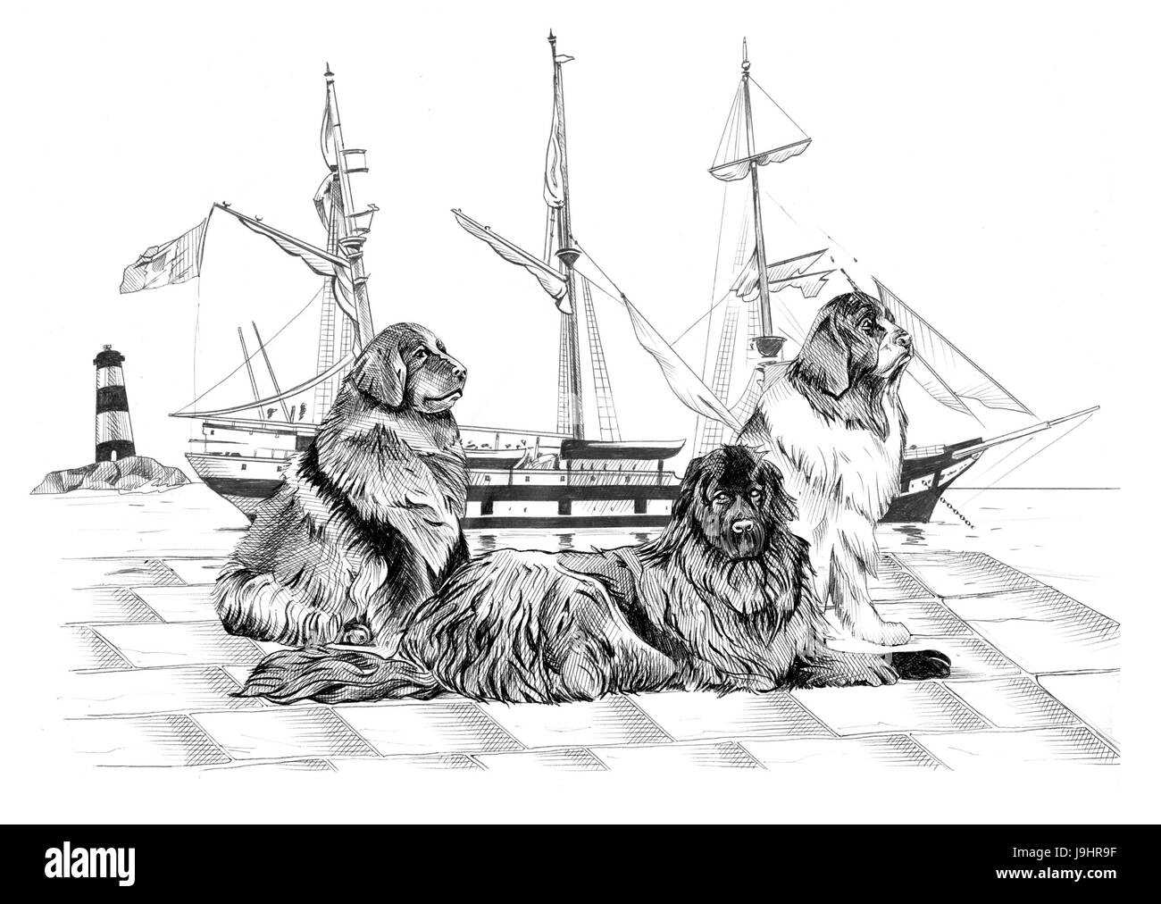 animal, maritime, black, swarthy, jetblack, deep black, sail, dog, Stock Photo
