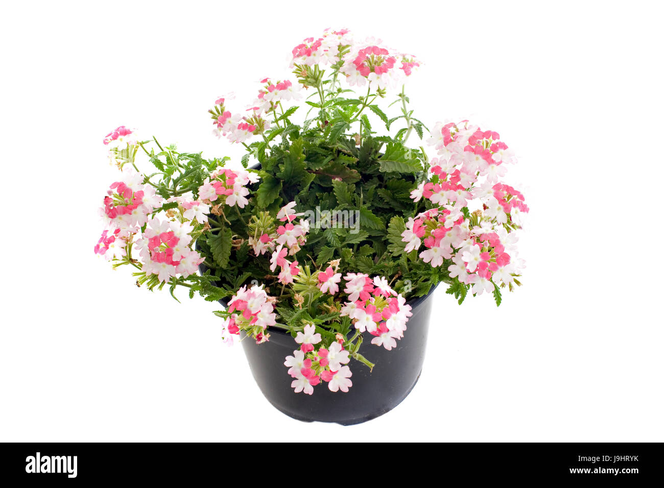 flower, flowers, plant, pot, bloom, blossom, flourish, flourishing, botany, Stock Photo