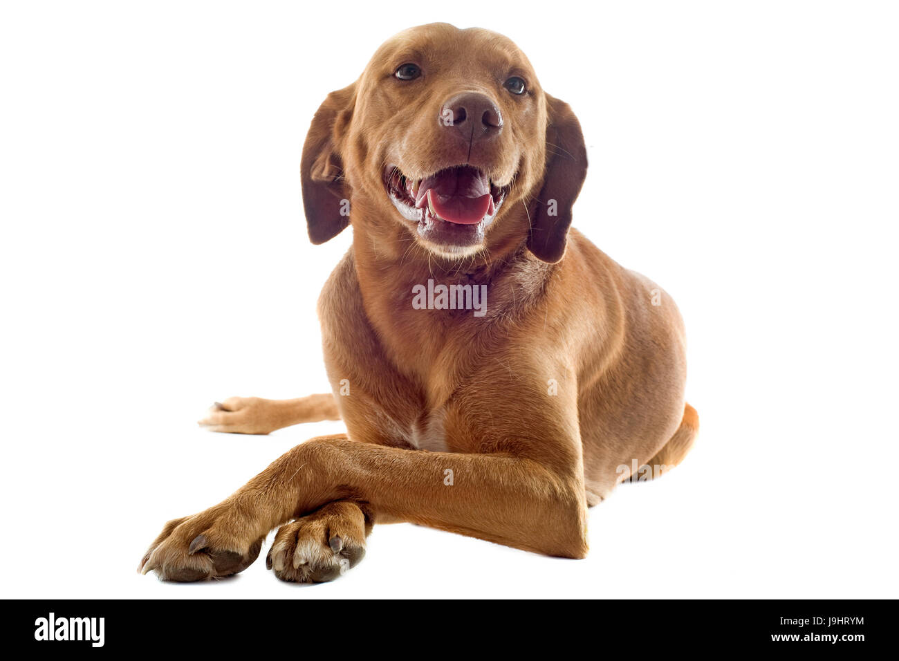 isolated, brown, brownish, brunette, pointer, dog, relaxation, studio, one, cut Stock Photo